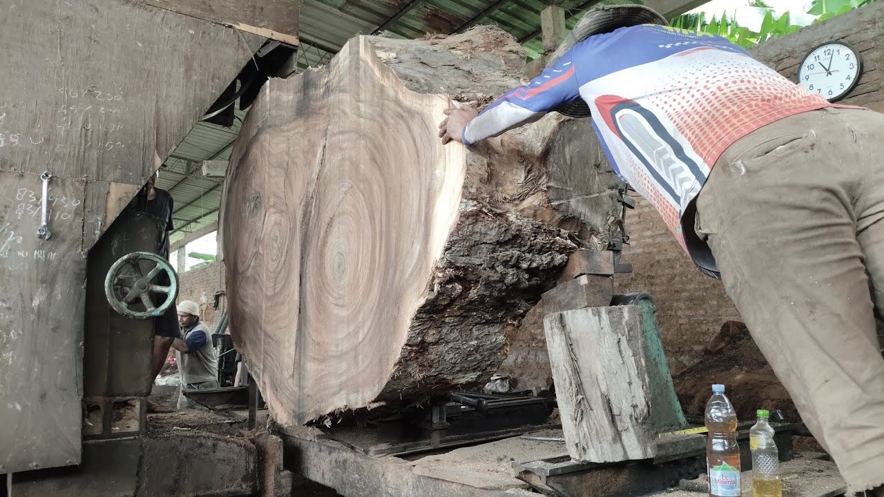 Sawmill Factory Cuts Giant Tree Branches into Exclusive Wood Slabs ...