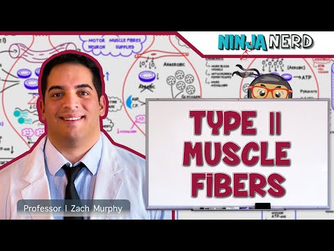 Myology: Type II Muscle Fibers | Type IIa & IIx