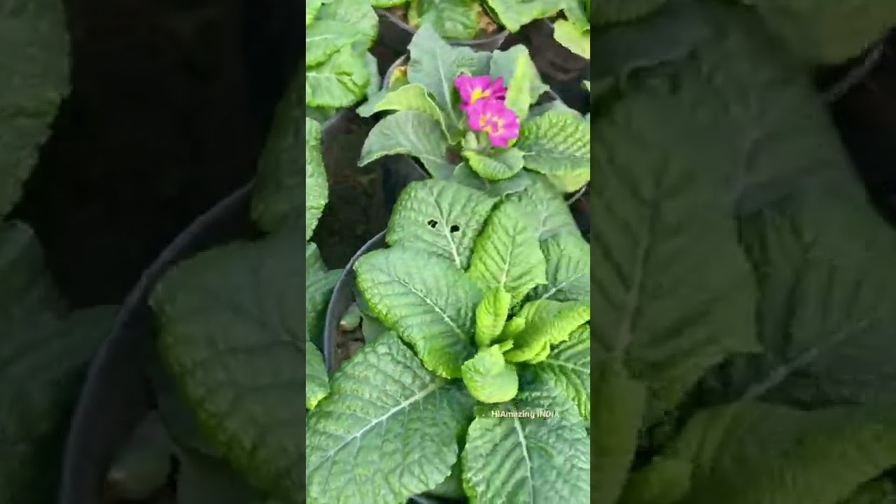 Primula Acaulis flower