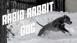 Rabid Rabbit Dog