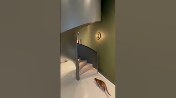 Spiral Staircase Design | DDC London #spiralstaircase