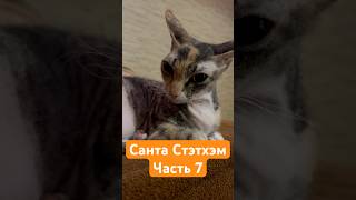 Санта Стэтхэм (часть7) #кошки #сфинкс #сфинксы #стэтхэм