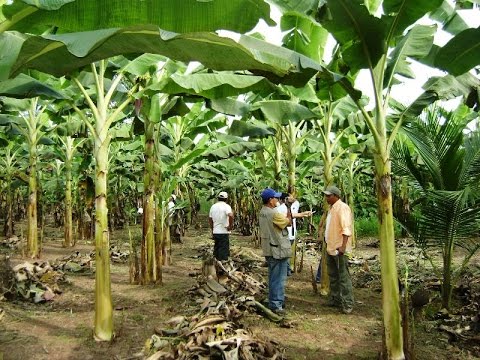 Video: Cuidar los árboles de plátano: información sobre el cultivo de plátanos