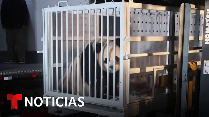 La llegada de más pandas a EE.UU. es una buena noticia y una señal diplomática | Noticias Telemundo