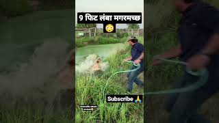 9 फिट लंबा मगरमच्छ| Crocodile cought a man|#shortvideo #feedshorts#viral#animal#shorts#crocodile