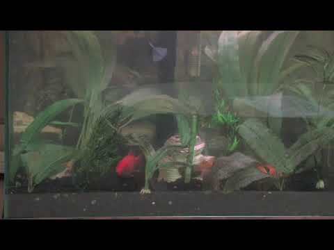 How to Tell If a Goldfish Is Pregnant