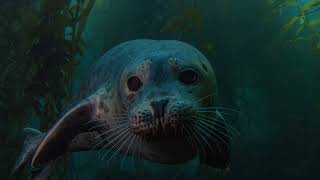 Seals and Sea Lions: Sea Carnivores of North America