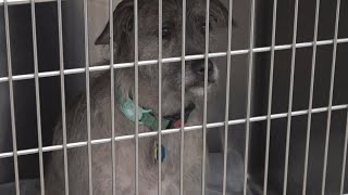 'Please bring them in' | Local veterinarian shares how to keep your pet safe during cold weather