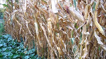 #125 Open Pollinated Corn