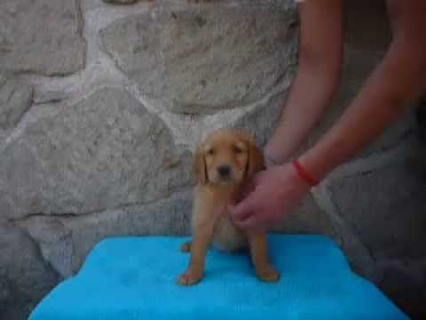 Golden reriever en venta. Cachorros golden en Mexico compromiso
