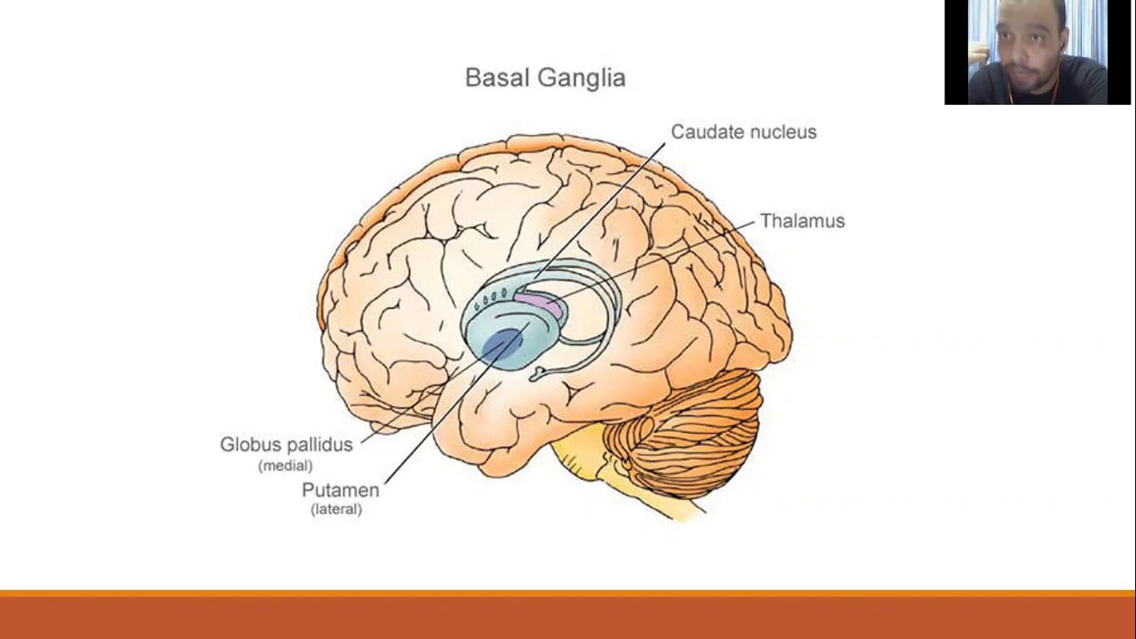 Хвостатое ядро мозга. Стриатум мозга это. Базальные ганглии и стриатум. Бледный шар мозга. Путамен мозга это.