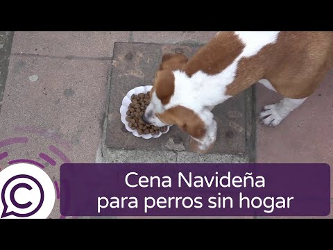 Agrupación busca voluntarios para llevar Cena Navideña a perros sin hogar