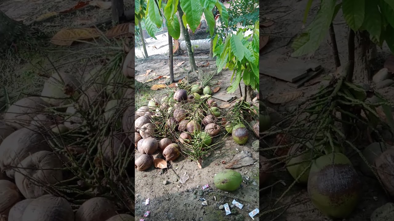 Kelapa hijau 