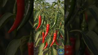 🚨 पत्तियां पीली, नसें हरी? आपकी फसल एक बड़ा संकेत दे रही है!#farming #agriculture #shorts.#magnesium