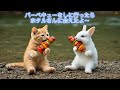 バーベキューをしに行ったらホタルさんに会えたよ～”Coco's Cozy Kitchen Diary!”『I went for a barbecue and saw fireflies.』