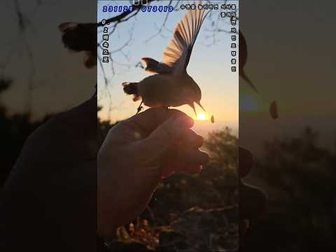 순식간에 가속하는 능력이. 0.5초안에 궤적을 쫓아 부리를 정확히 조준하려면, 순간적으로엄청난 속도로 씨앗을 흥행을 돌진​ 정밀도: 단순히 빠른 것이 아니라 떨어지는 작은점(씨앗)