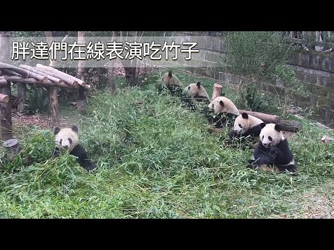 《熊貓早晚安》胖達們在線表演吃竹子 | iPanda