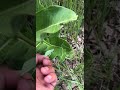 Milk weed mating ..🤓🤓🤓🤓🤓