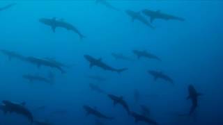 MUST WATCH! Shark dive! Silky sharks in a blue hole