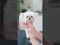 可愛い立ち耳の眠たそうな子犬をカットしたら・・・