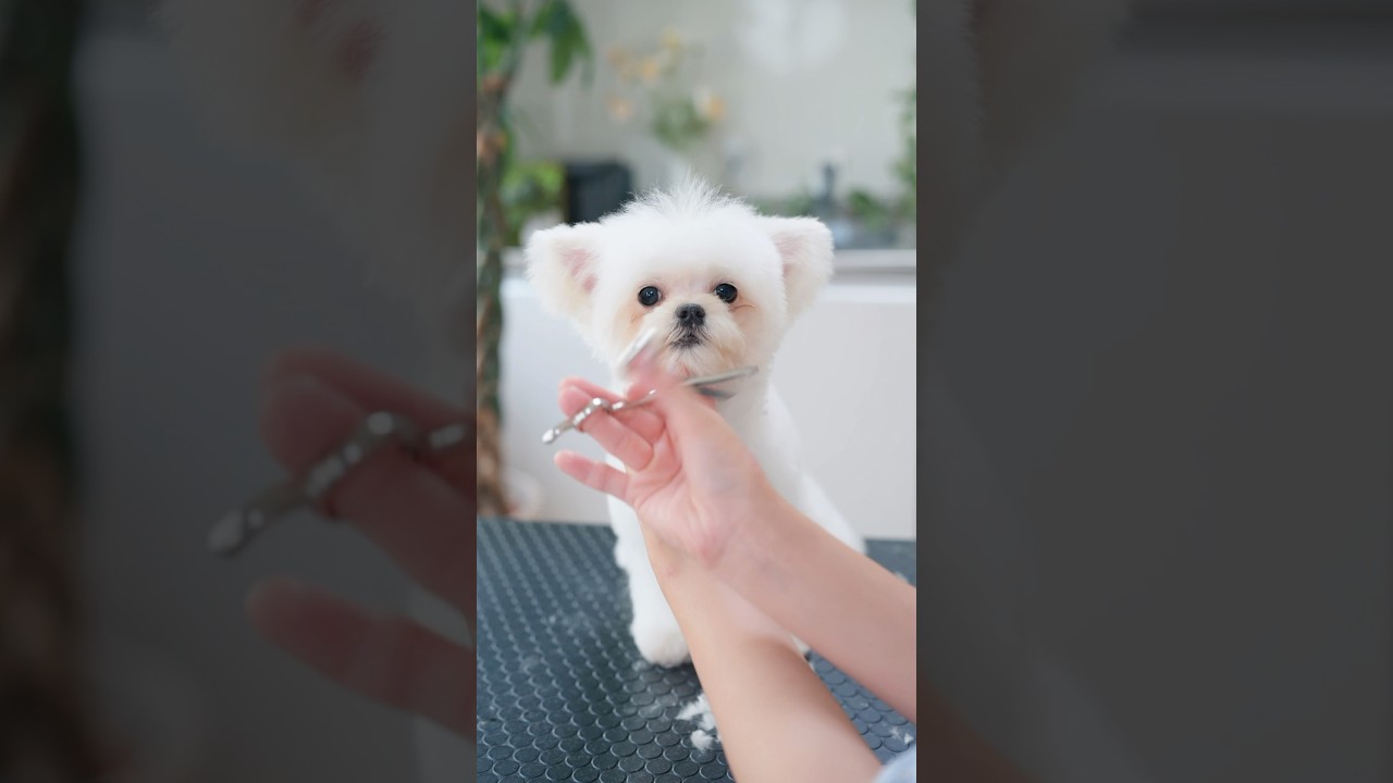 可愛い立ち耳の眠たそうな子犬をカットしたら・・・
