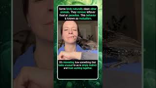 This Bird Is Picking Inside A Humans Mouth