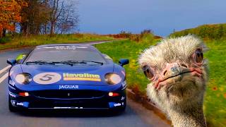 LOST SUPERCAR DISCOVERED IN OSTRICH SHED by Mr JWW 59,417 views 5 months ago 15 minutes