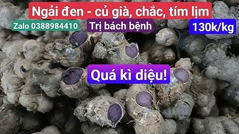 Ngải đen tươi - hàng già đanh: trị ung bướu, dạ dày, xương khớp, tiểu đường, trĩ, viêm xoang mũi...
