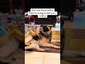 Don’t ignore your dogs ear scratching anymore Roofus The Dog #tiktokshopstockup #dogsoftiktok