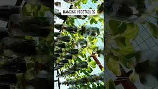 MY HANGING VEGETABLES