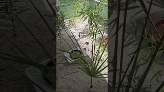 Black-neck Stilts intro to outdoor enclosure
