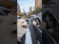 Funny Animals Dance Video 😂🐾Cute Dog Dancing on Music 🐶🎶Cat Funny Music Moments 🐱🎵Animals Dancing