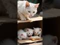 A mother's love #ai #shorts #cat #kitten #emotional #story #love #mother #love #hearttouching