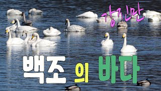 4K.백조의 바다....큰고니,강진만