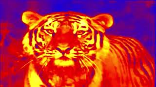 Baby Einstein Peer Gynt Suite No. 1, Op. 46, In The Hall Of The Mountain King Bruno Effects