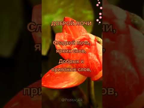 Доброй ночи и сладких снов!