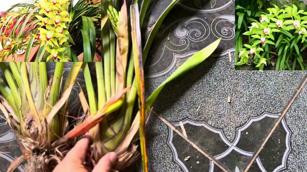 Thanh lý địa Lan Trần mộng hoa Tết 2024 giá siêu rẻ sdt 0862.055.11 Zalo