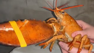 Rare orange lobster spared from becoming meal at Arizona restaurant