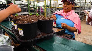 Check out the Line Boss® - the most versatile in-line label applicator on the market!