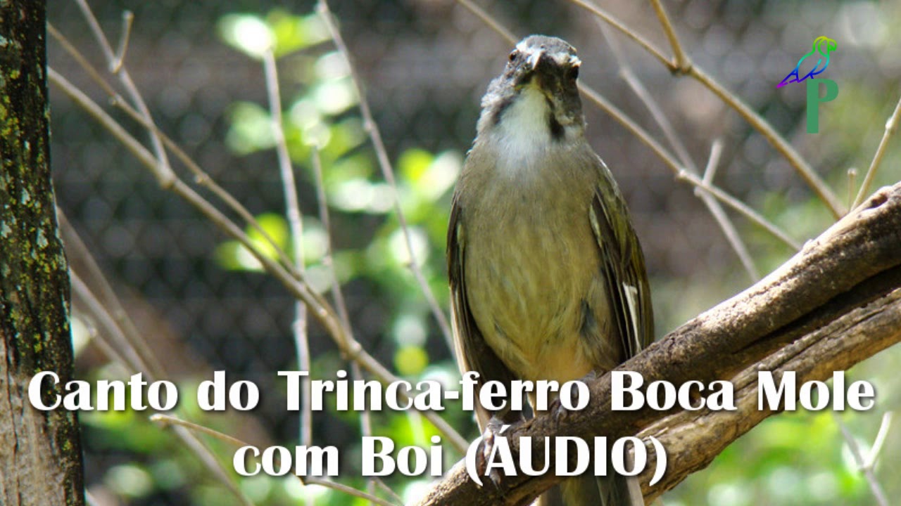Canto do Trinca-ferro Boca Mole com Boi (ÁUDIO) - YouTube