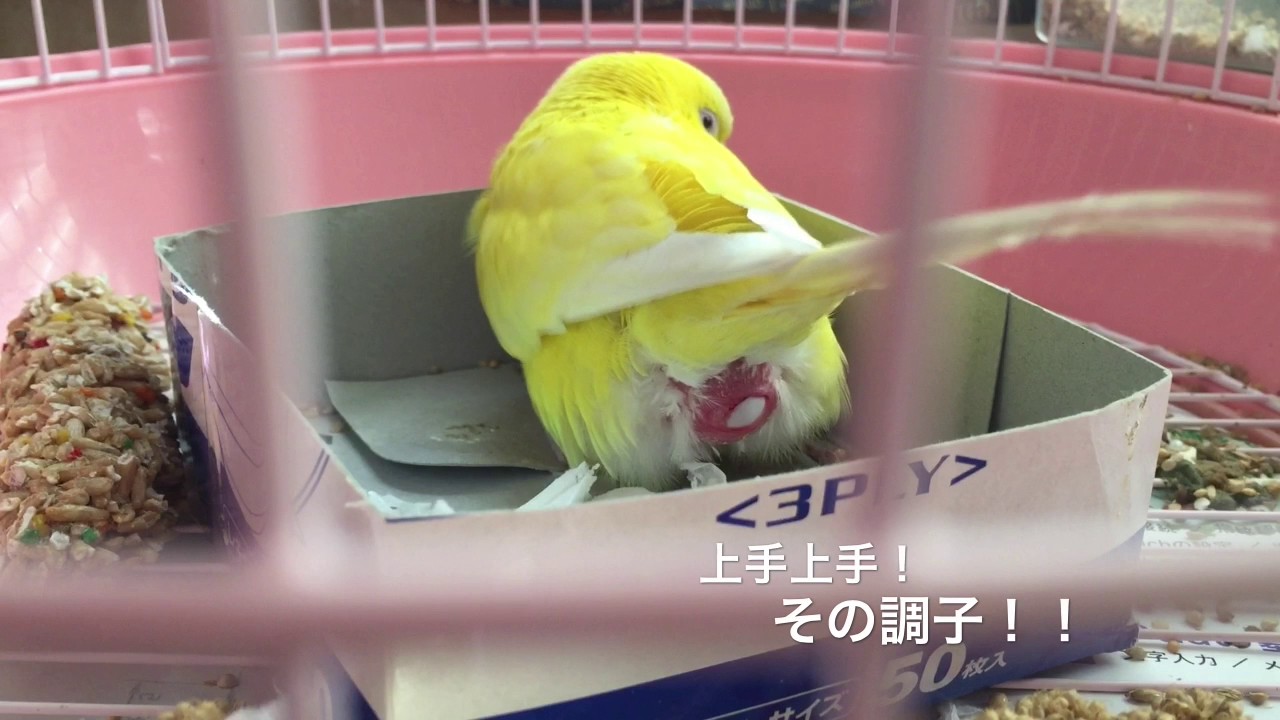 セキセイ インコ 卵 産ん だ 後