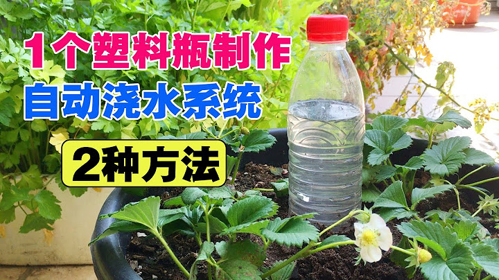 用一个塑料瓶，DIY蔬菜自动浇水系统（2种方法），超级实用|Wonderful use of plastic bottles - 天天要闻