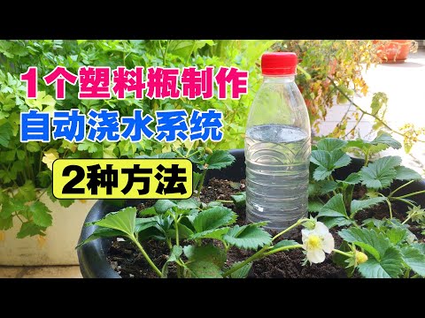 用一个塑料瓶，DIY蔬菜自动浇水系统（2种方法），超级实用|Wonderful use of plastic bottles