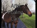 Ariel Stall/Foaling Cam (NIGHT 4) (THE FOAL IS HERE)