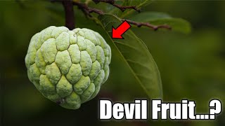 One of the Most Sweetest Fruit in the World - Sugar Apple Dissection