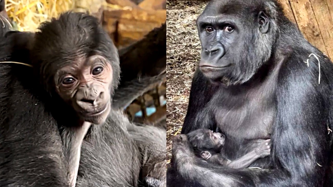 Первое рождение гориллы в этом году: познакомьтесь с новорожденным детенышем Золы!