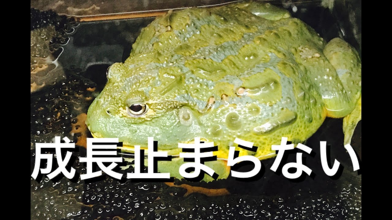 でかくなりすぎアフリカウシガエル 捕食シーン Youtube