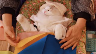 Personal Color Analysis + Styling Advice | Cat Spa ASMR Ep. 9