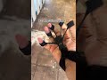 Video Image