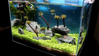 Planted aquarium, pano magtanim ng mga seeds or mga buto  sa aquarium?